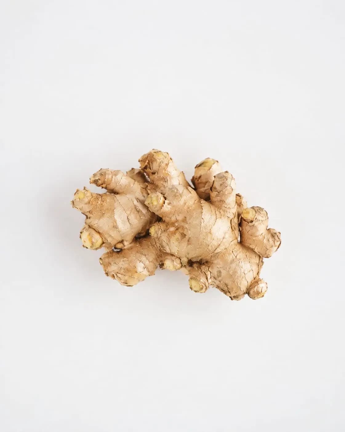 Grade C Jahe Gajah rhizome photographed on a plain ground