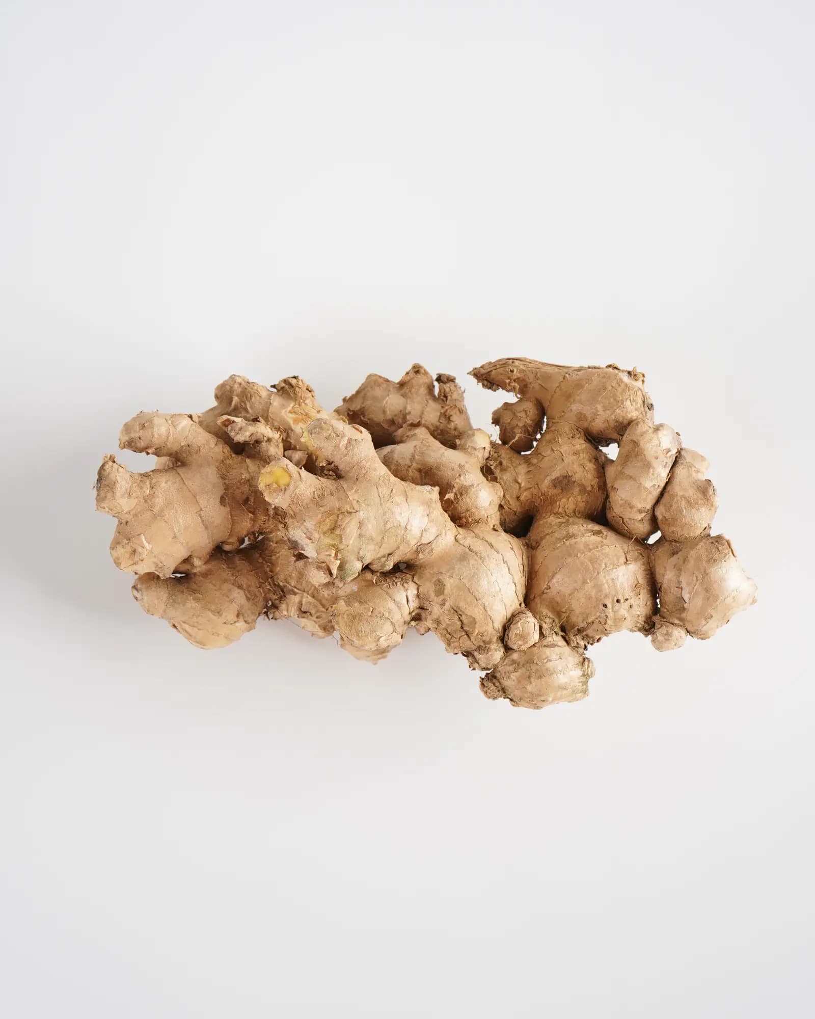 Large uniform Jahe Gajah rhizome, Grade A premium, photographed on a plain ground